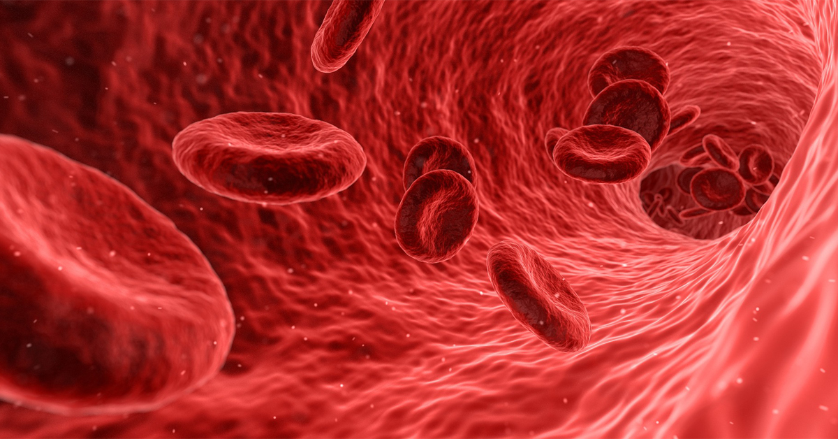 BioBlog red blood cells