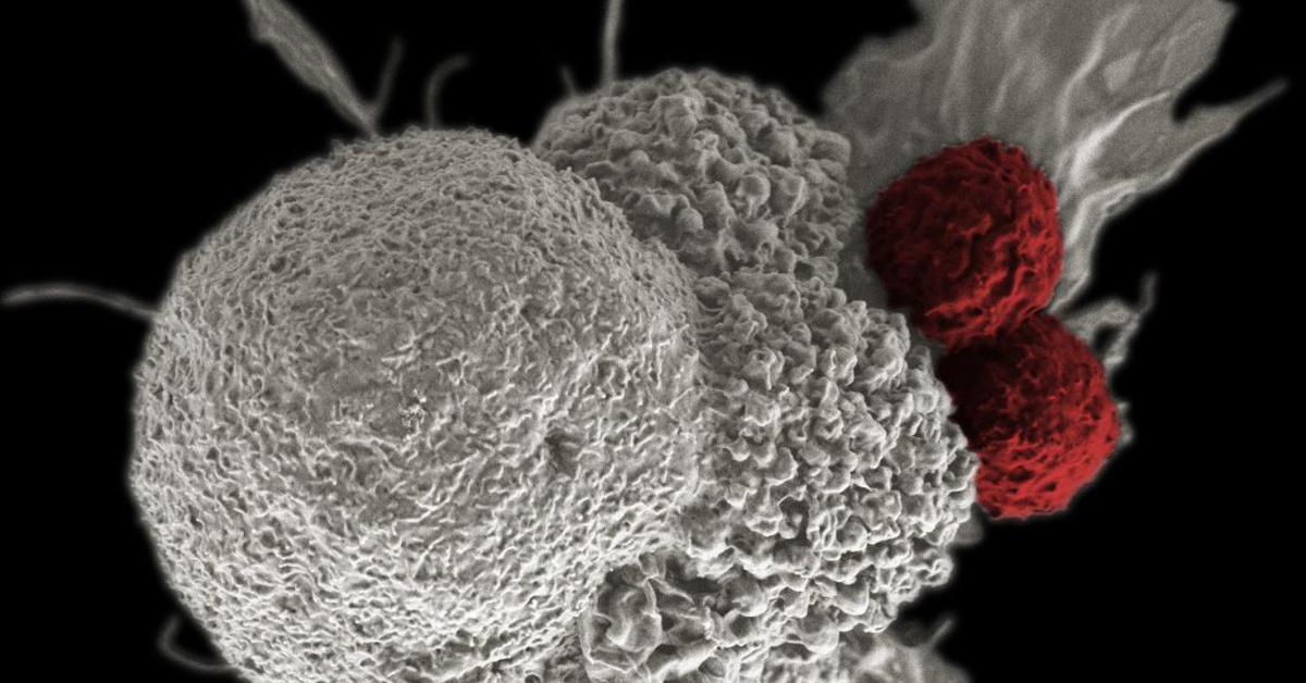 Bioblog-Post-Image-T-Cell